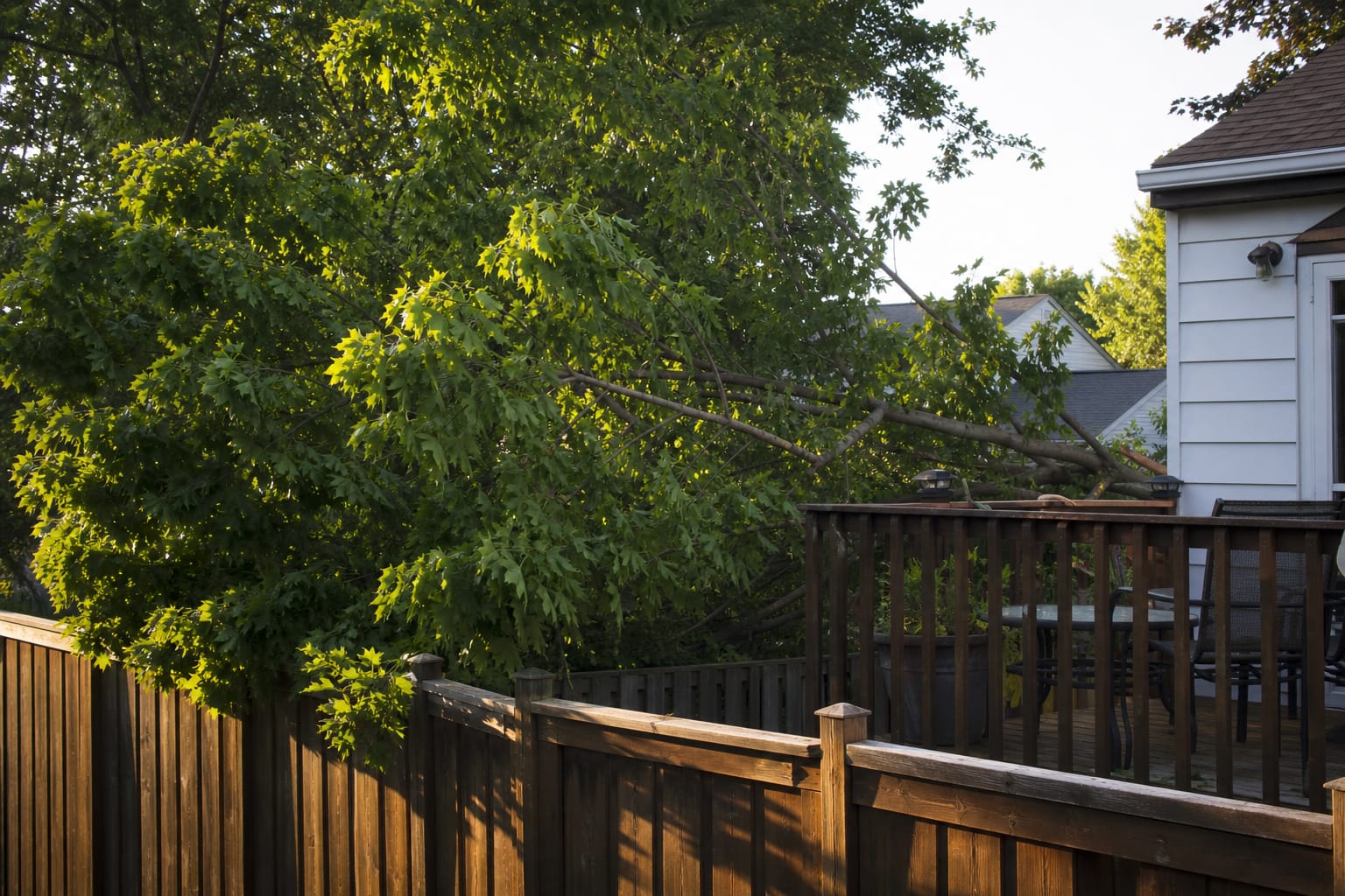 Grandes branches d'un arbre débordant par-dessus une clôture de jardin vers une terrasse voisine