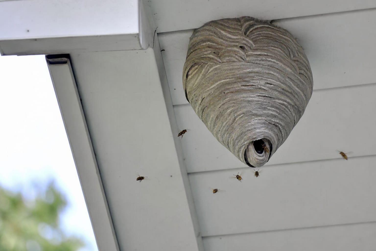 Nid de guêpes accroché sous un débord de toit, avec plusieurs guêpes actives autour