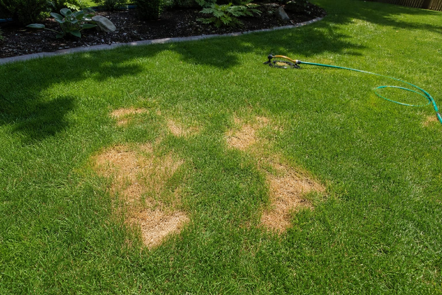 Pelouse avec plusieurs plaques d'herbe jaunie au milieu du gazon vert, tuyau d'arrosage et arrosoir posés à proximité