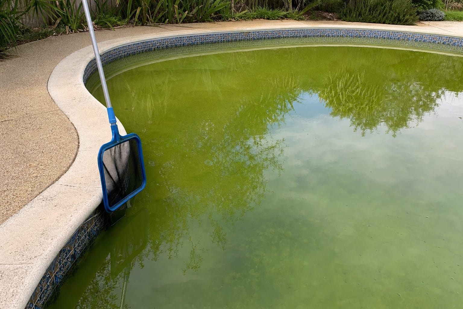 Piscine extérieure à l'eau verte trouble, avec des feuilles à la surface et une épuisette posée sur le rebord