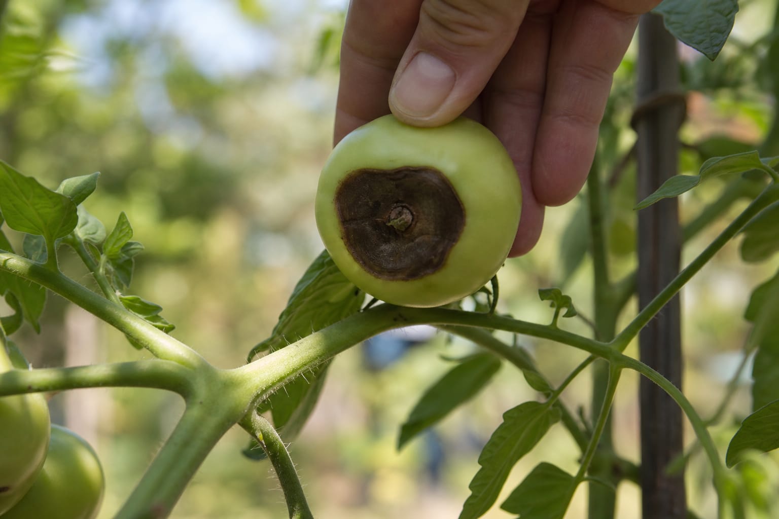 Main tenant une tomate encore verte présentant une large tache brune et sèche sous le fruit, au milieu d'un plant de tomates