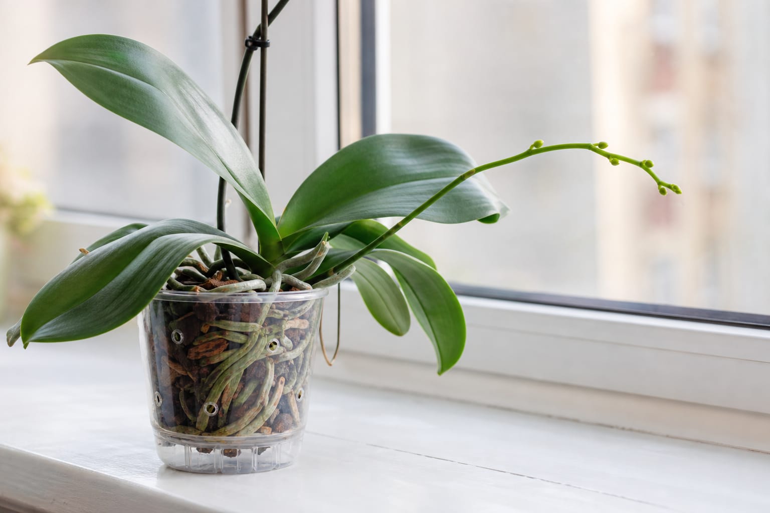 Orchidée phalaenopsis dans un pot transparent sur un rebord de fenêtre lumineux, avec une nouvelle hampe florale couverte de petits boutons